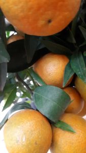 arancia vivai valenti piante